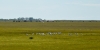 Kalvebod fælled