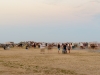 blodmaane-paa-stranden-2