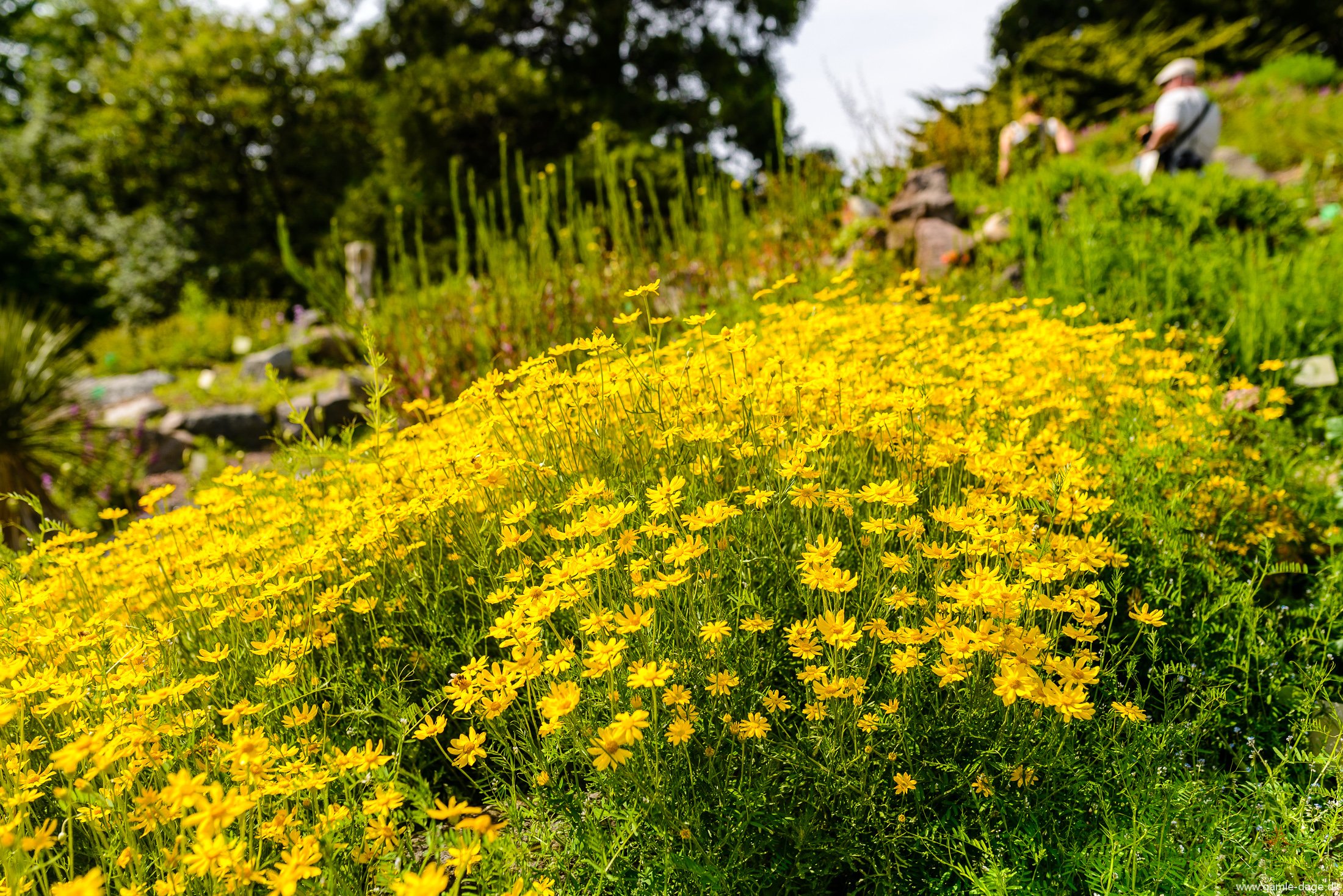 botanisk-have-sommeren-2017-13