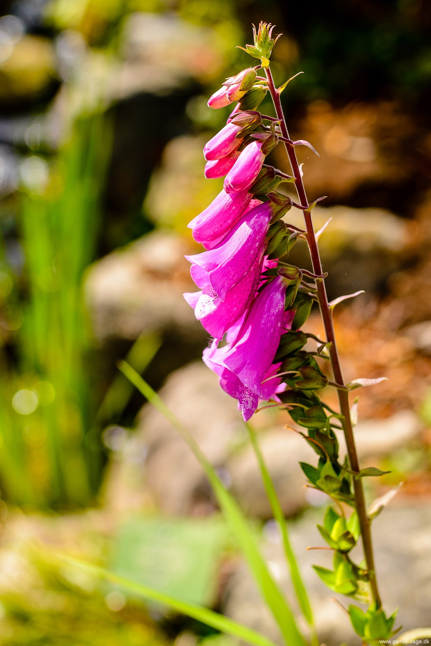 botanisk-have-sommeren-2017-7