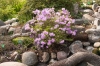 Botanisk have
