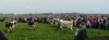 Køerne kommer på græs i Kirke Hyllinge - 2012