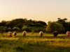 solnedgang-over-amager-faelled-26