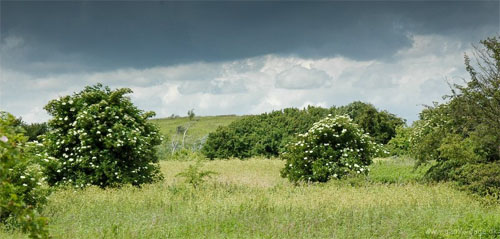 Amager fælled, Sankt Hans 2011