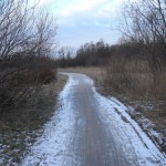 Amager fælled