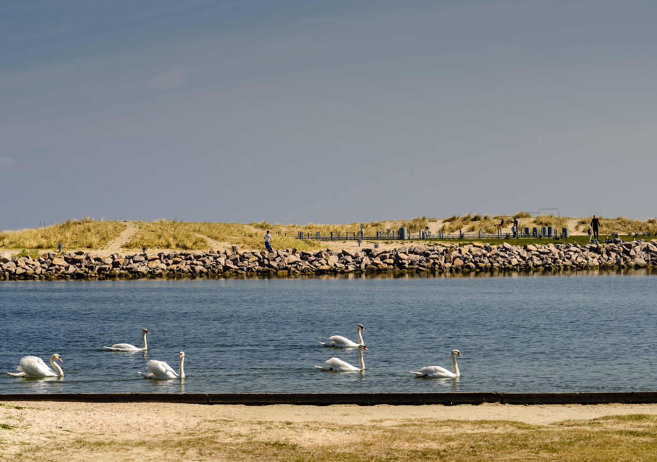 Amagerstrand tur med makro objektiv-5