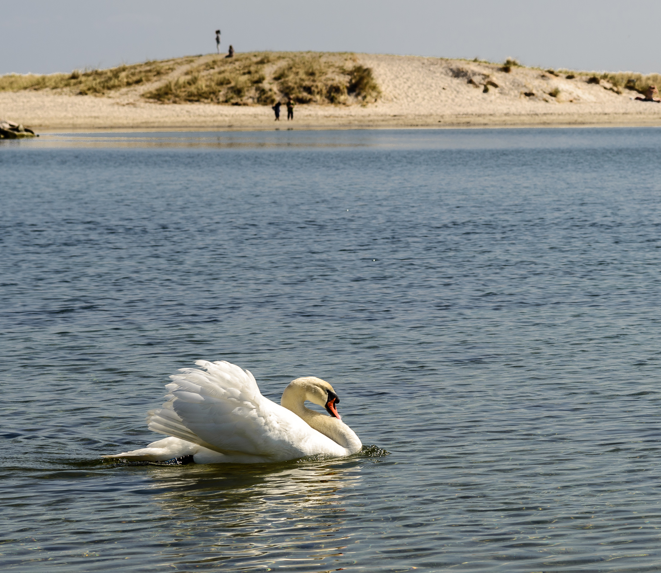 Amagerstrand tur med makro objektiv-6