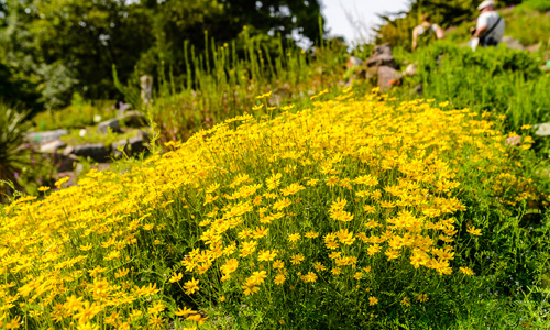 Botanisk have juni 2017