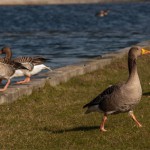 Forårsbebudere på Amager fælled