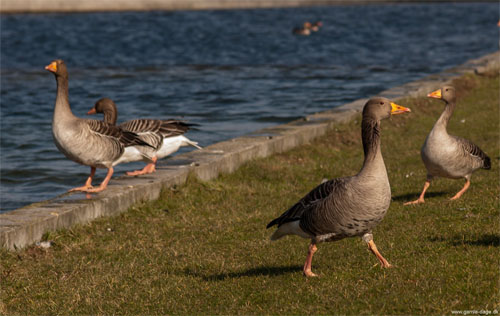 Forårsbebudere på Amager fælled