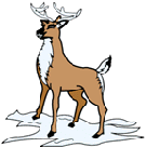 reindeer05